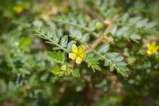 flower-of-tribulus-terrestris-plant.webp