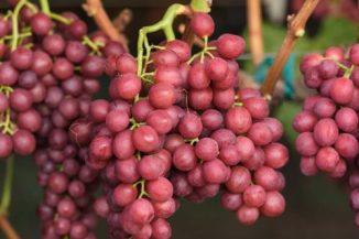 grape