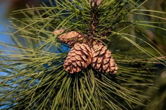 pine